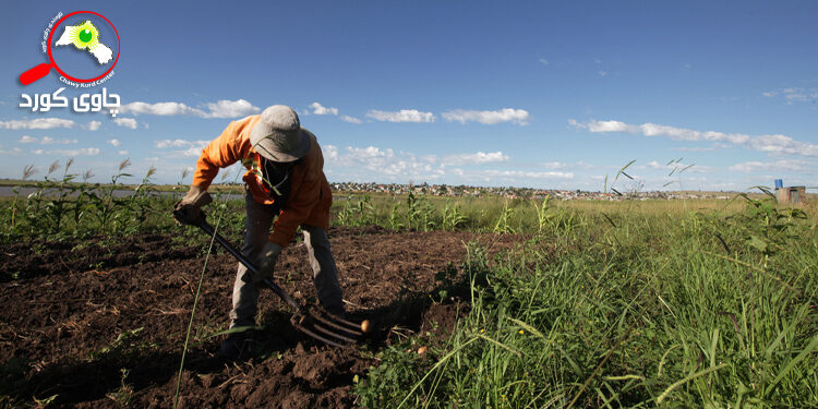 ئاسایشی‌ خۆراک