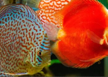 ئەگەر ماسییەکان بیانتوانیبا هاوار بکەن