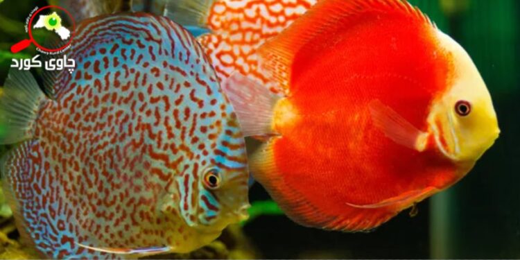 ئەگەر ماسییەکان بیانتوانیبا هاوار بکەن